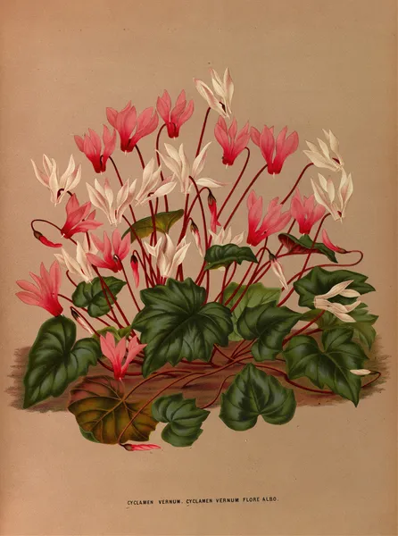 Cyclamen Vernum. Cyclamen Vernum Flore Albo. av Arentina Hendrica Arendsen