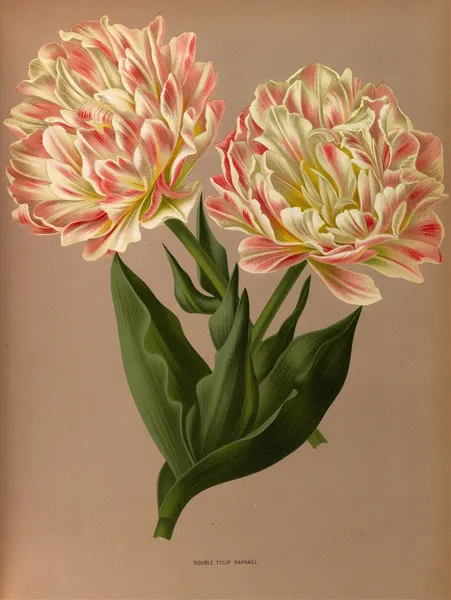 Double Tulip Raphael. av Arentina Hendrica Arendsen