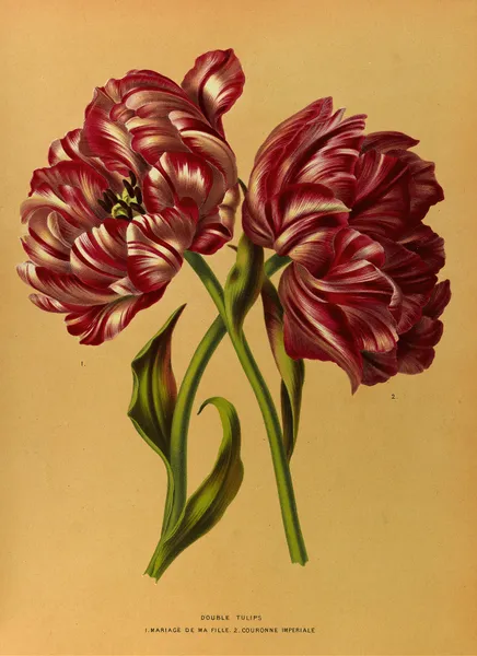 Double Tulips 1.Mariage De Ma Fl Lle. 2.Couronne Imperiale av Arentina Hendrica Arendsen