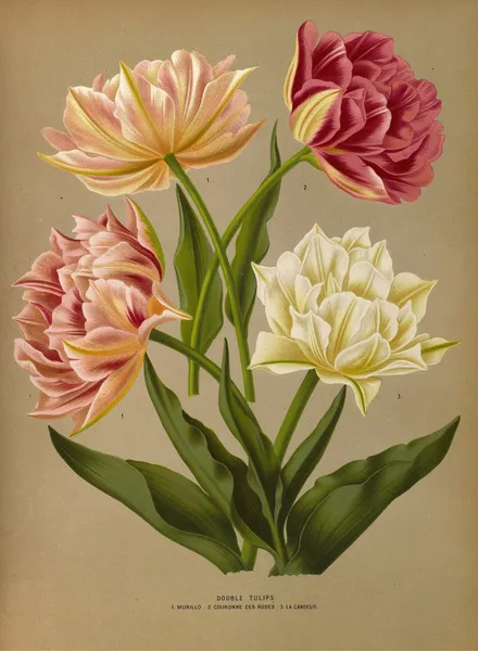 Double Tulips 1.Murillo 2.Couronne Des Roses 3.La Candeur av Arentina Hendrica Arendsen