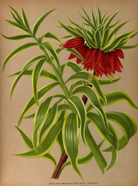 Fritillaria Imperialis Foliis Aureo Variegatis. av Arentina Hendrica Arendsen