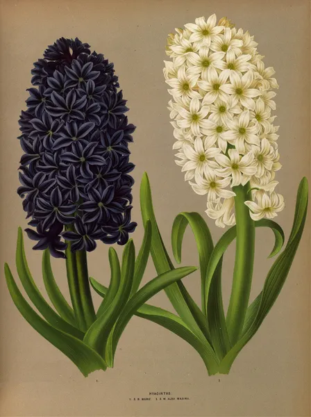 Hyacinths 11 av Arentina Hendrica Arendsen