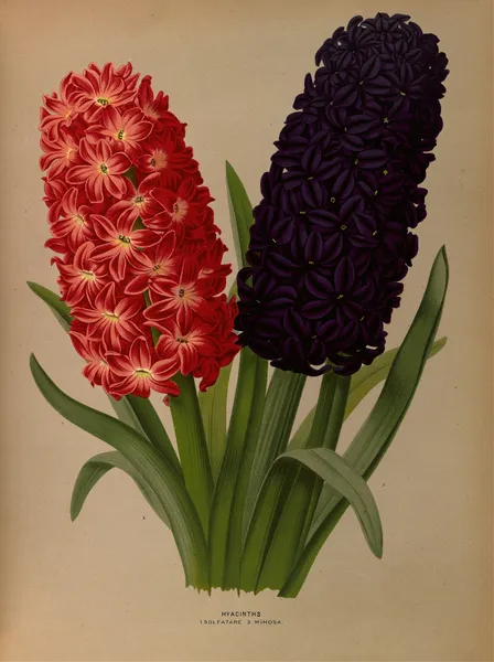 Hyacinths 5 av Arentina Hendrica Arendsen
