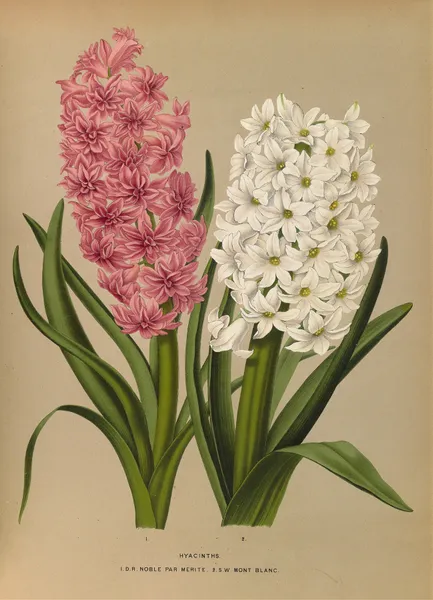Hyacinths. D.R.Noble Par Merite. 2. Sw Mont Blanc av Arentina Hendrica Arendsen