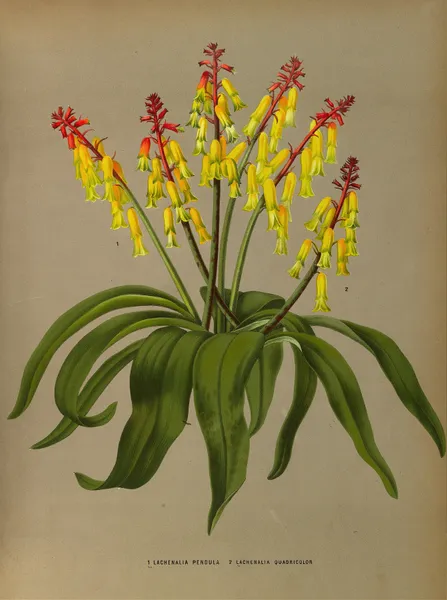 Lachenalia Pendula 2 Lachenalia Quaoricolor av Arentina Hendrica Arendsen