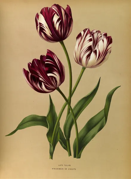Late Tulips av Arentina Hendrica Arendsen
