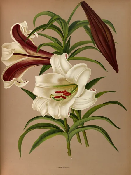 Lilium Brownii av Arentina Hendrica Arendsen