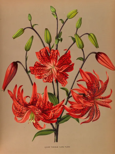 Lilium Tigrinum Flore Pleno. av Arentina Hendrica Arendsen