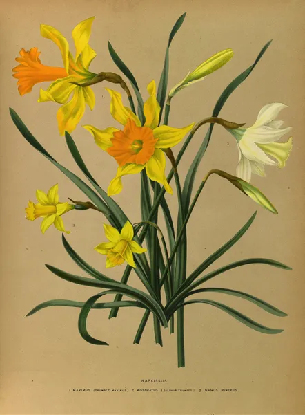 Narcissus 3 av Arentina Hendrica Arendsen