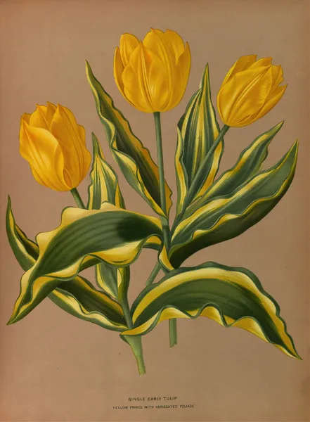 Single Early Tulip Yellow Prince With Vartecated Foliage av Arentina Hendrica Arendsen