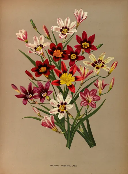 Sparaxis Tricolor. Varr. av Arentina Hendrica Arendsen