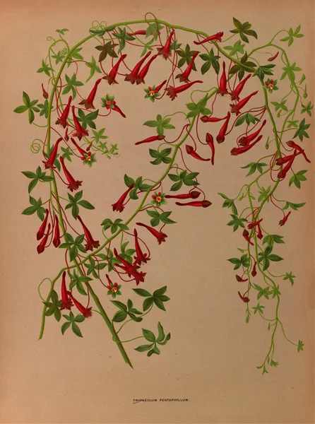 Tropaeolum Pentaphyllum av Arentina Hendrica Arendsen