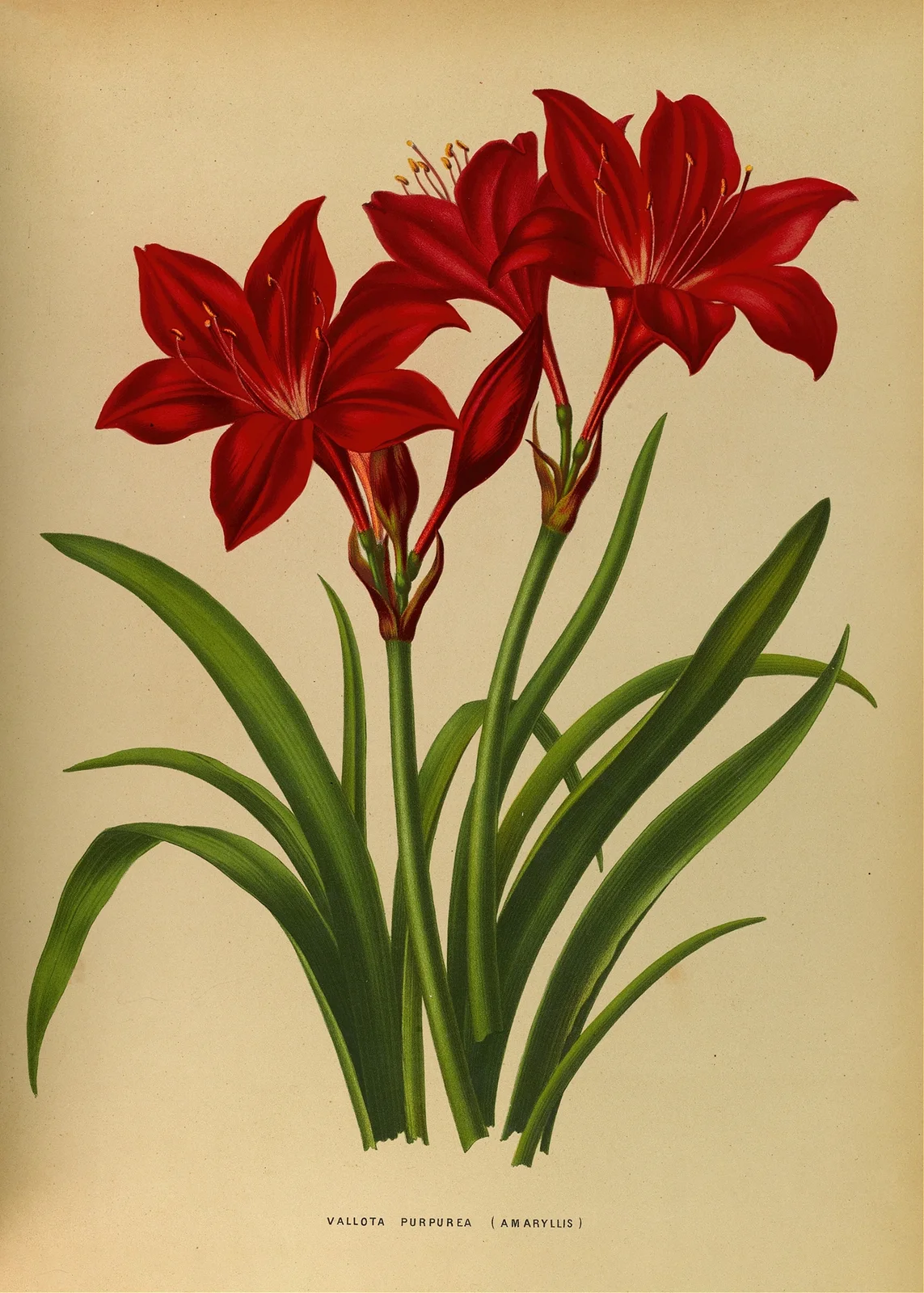 Vallota Purpurea ( Amaryllis ) av Arentina Hendrica Arendsen