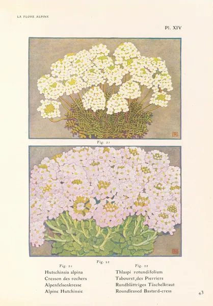 Alpine Hutchinsie, Roundleaved Bastard-cress av Henry Correvon