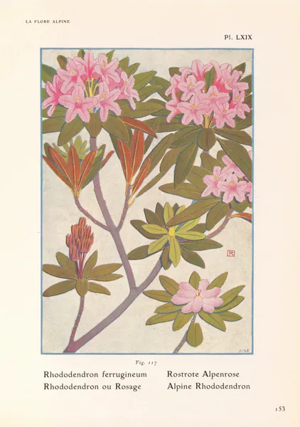 Alpine Rhododendron av Henry Correvon