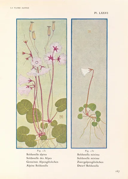 Alpine Soldanella, Dwarf Soldanella av Henry Correvon