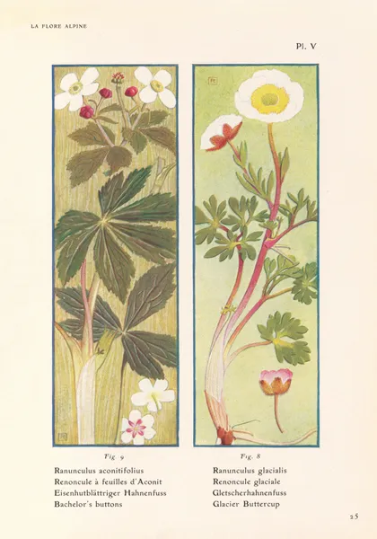 Bachelor’s buttons, Glacier Buttercup av Henry Correvon