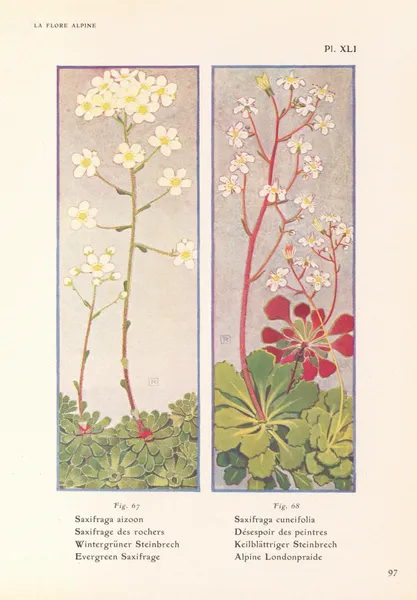 Evergreen Saxifrage, Alpine Londonpraide av Henry Correvon