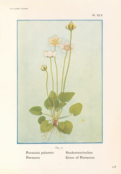 Grass of Parnassus av Henry Correvon