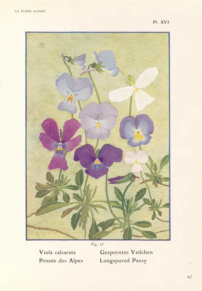 Longspured Pansy av Henry Correvon