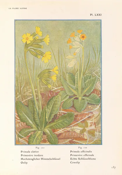 Oxlip, Cowslip av Henry Correvon