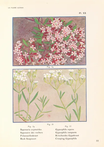 Rock Soapwort, Creeping Gypsophila av Henry Correvon