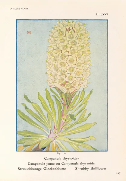 Shrubby Bellflower av Henry Correvon