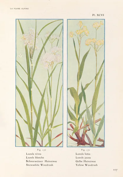 Snowwhite Woodrush, Yellow Woodrush av Henry Correvon