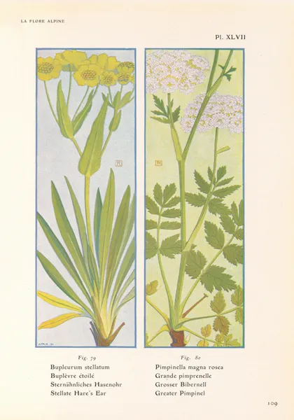 Stellate Hare’s Ear, Greater Pimpinel av Henry Correvon