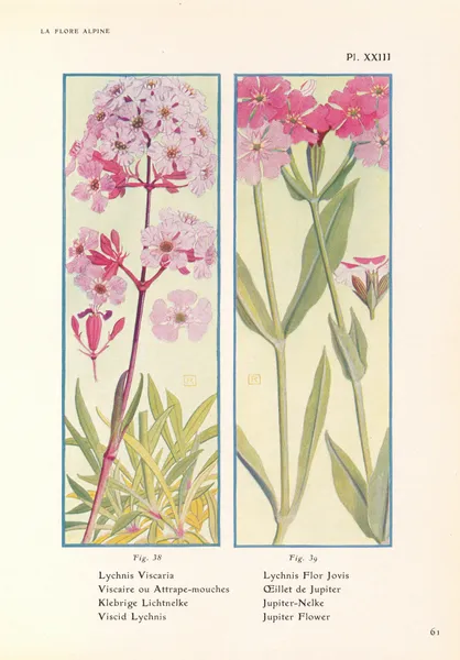 Viscid Lychnis, Jupiter Flower av Henry Correvon