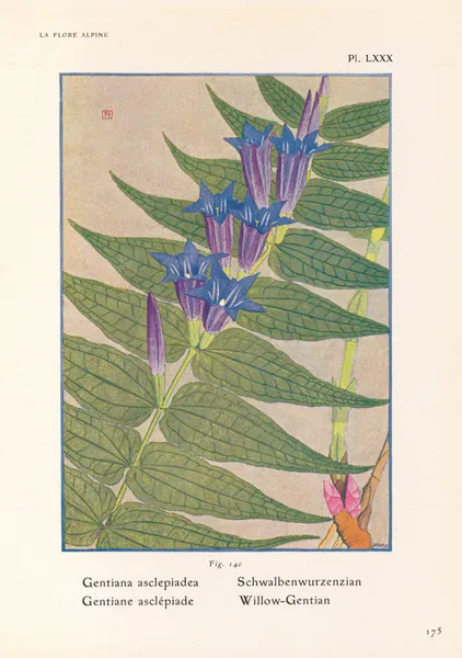 Willow-Gentian av Henry Correvon