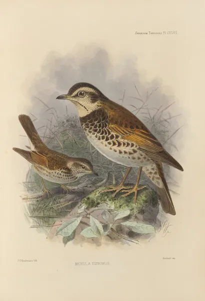 Merula Eunomus. av Henry Seebohm