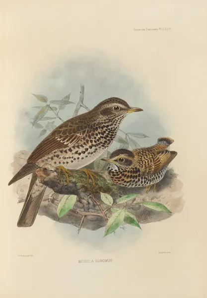 Merula Eunomus av Henry Seebohm