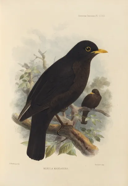 Merula Mandarina av Henry Seebohm