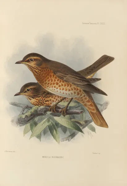 Merula Naumanni av Henry Seebohm