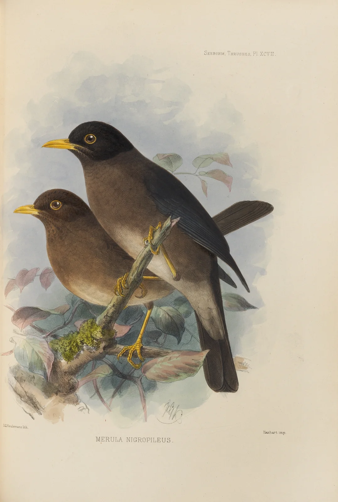 Merula Nigropileus av Henry Seebohm