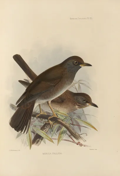 Merula Pallida av Henry Seebohm