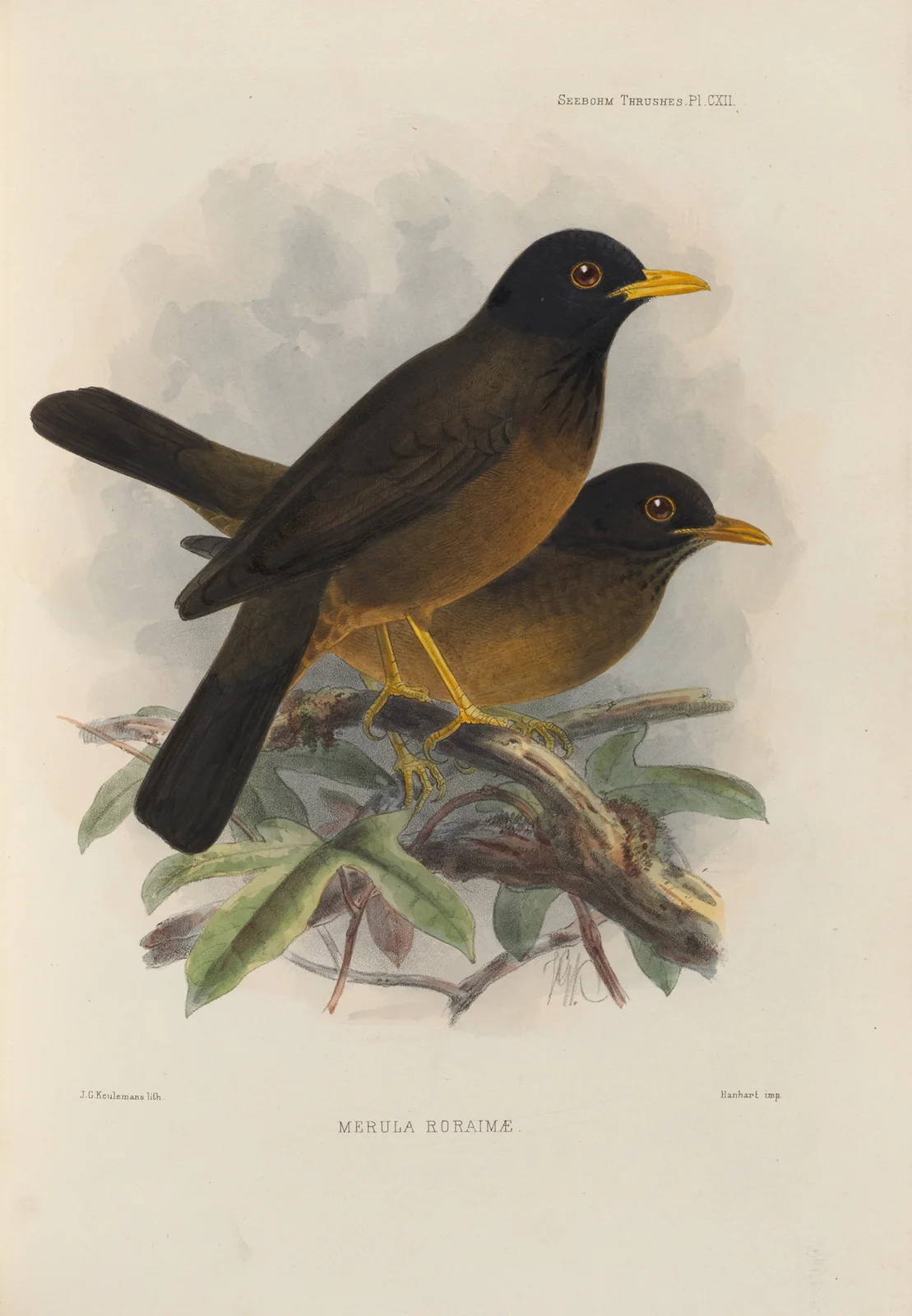Merula Roraimae av Henry Seebohm