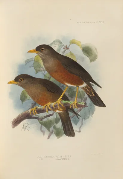 Merula Vitiensis, Merula Layardi av Henry Seebohm
