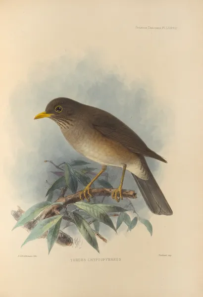 Turdus Cryptopyrrhus av Henry Seebohm