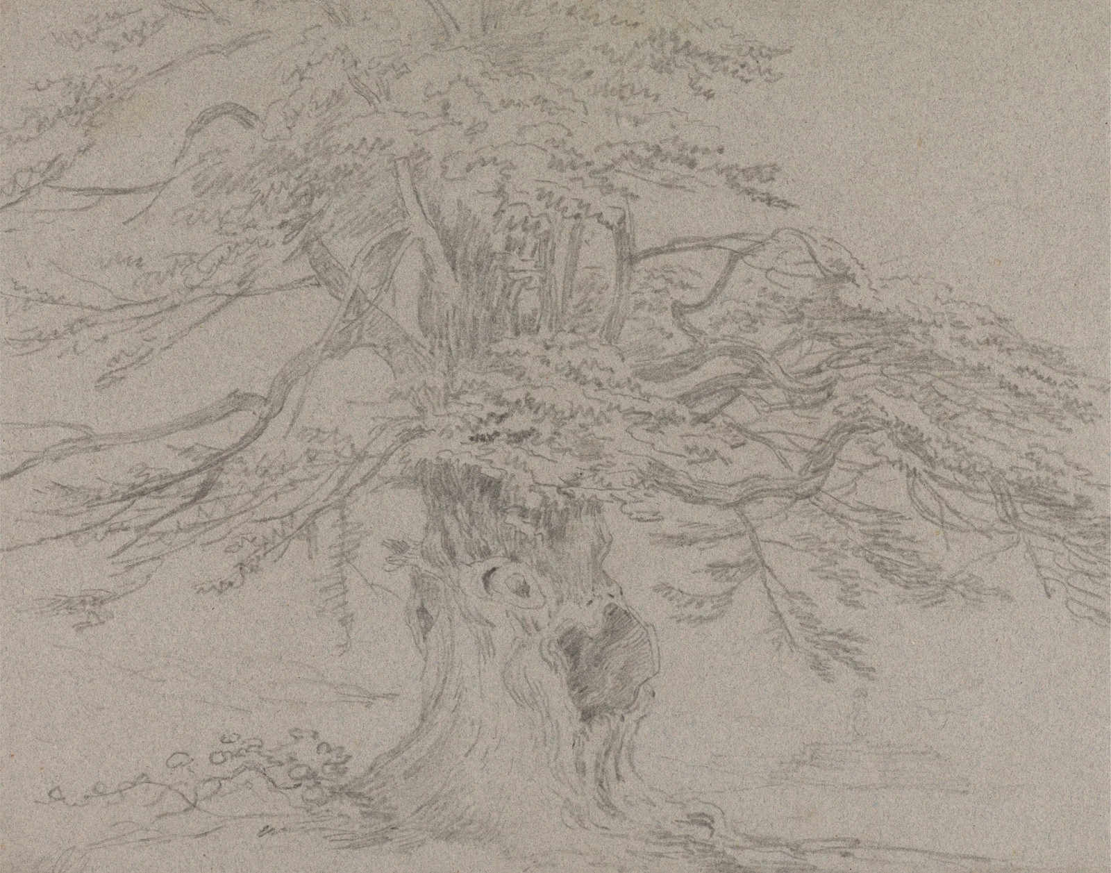 Tree Study av George Howland Beaumont