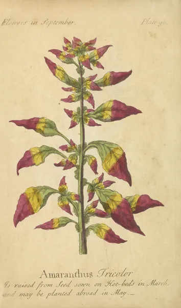 Amaranthus Tricolor av J. Duke