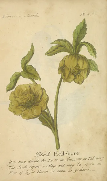 Black Hellebore av J. Duke