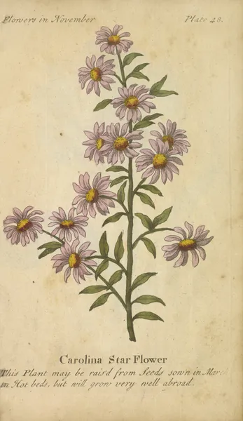 Carolina Star Flower av J. Duke