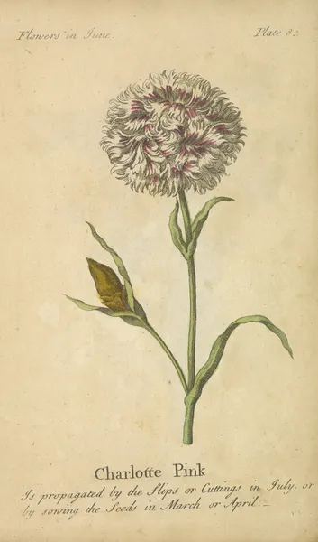 Charlotte Pink av J. Duke