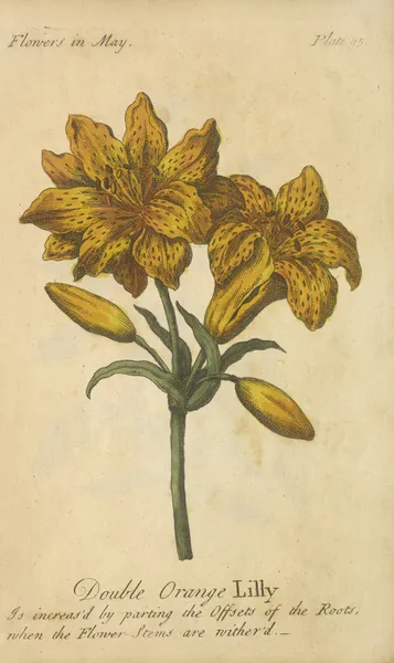 Double Orange Lily av J. Duke