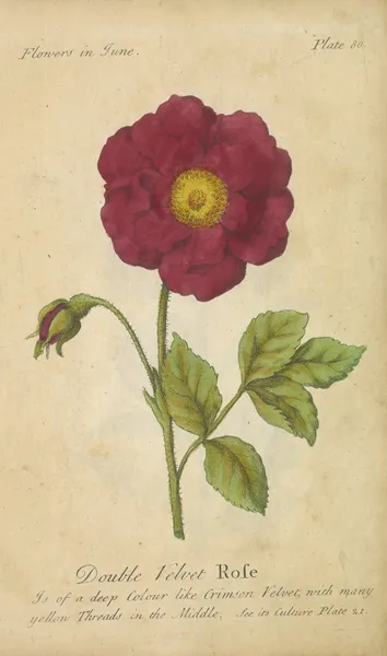 Double Velvet Rose av J. Duke