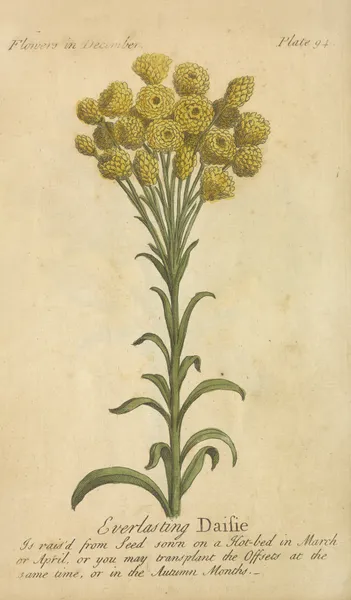 Everlasting Daisie av J. Duke