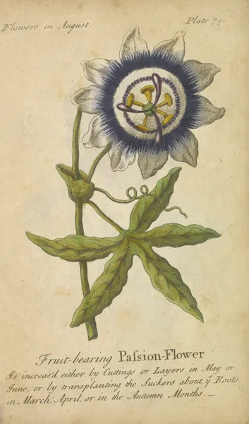 Fruit-bearing Passion Flower av J. Duke