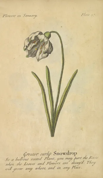 Greater early Snowdrop av J. Duke